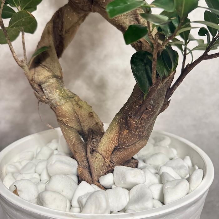 現品1点もの ガジュマル 観葉植物 八の字 8号鉢苗 受け皿付き 大型種類