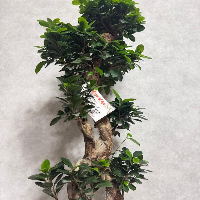 現品1点もの ガジュマル 観葉植物 八の字 8号鉢苗 受け皿付き 大型種類