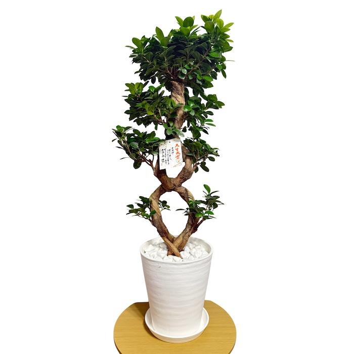 現品1点もの ガジュマル 観葉植物 八の字 8号鉢苗 受け皿付き 大型種類