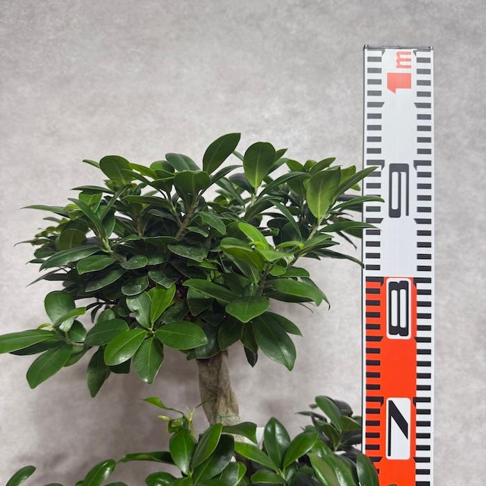 観葉植物 週末特価！ガジュマル 苗 苗木 観葉植物 8号車 8の字 曲がり