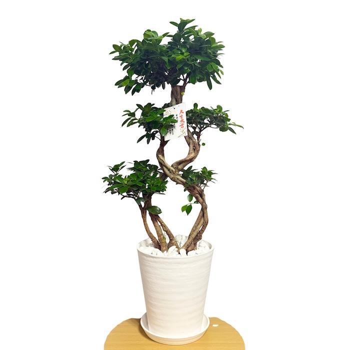 現品1点もの ガジュマル 観葉植物 八の字 8号鉢苗 受け皿付き 大型種類