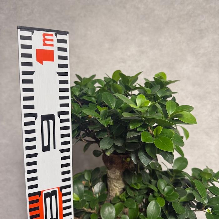 現品1点もの ガジュマル 観葉植物 八の字 8号鉢苗 受け皿付き 大型種類
