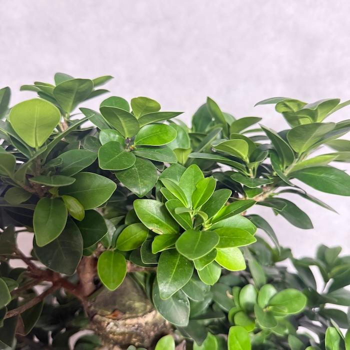現品1点もの ガジュマル 観葉植物 八の字 8号鉢苗 受け皿付き 大型種類