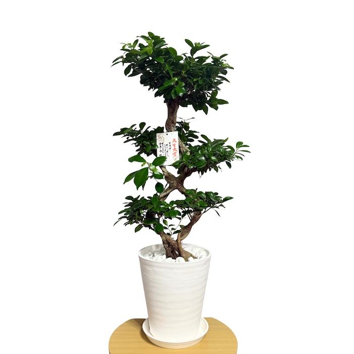 観葉植物 【現品】ガジュマル 超曲がり 八の字 昇り龍の様な仕立て 多幸