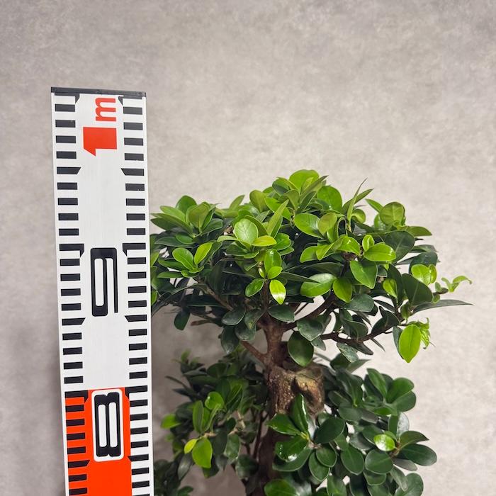 現品1点もの ガジュマル 観葉植物 八の字 8号鉢苗 受け皿付き 大型種類