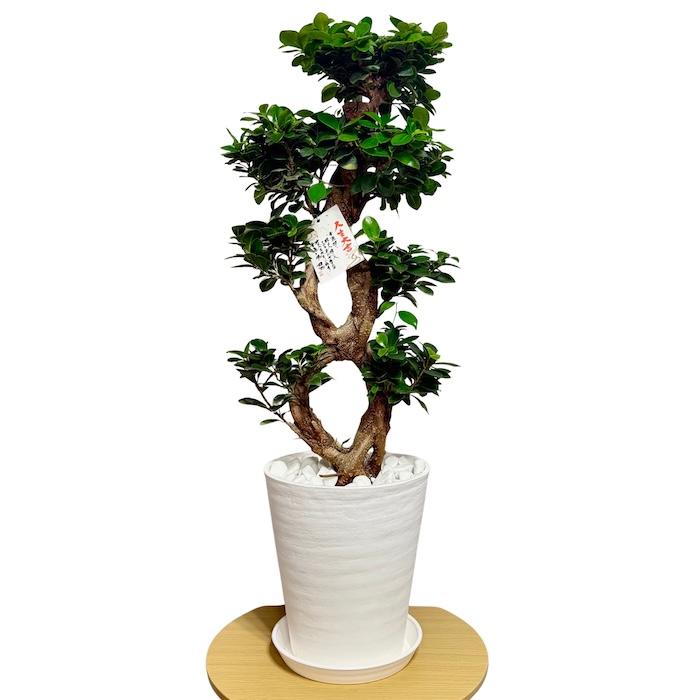 現品1点もの ガジュマル 観葉植物 八の字 8号鉢苗 受け皿付き 大型種類