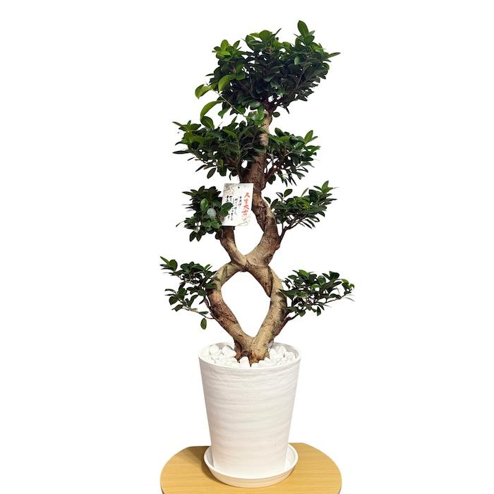 現品1点もの ガジュマル 観葉植物 八の字 8号鉢苗 受け皿付き 大型種類