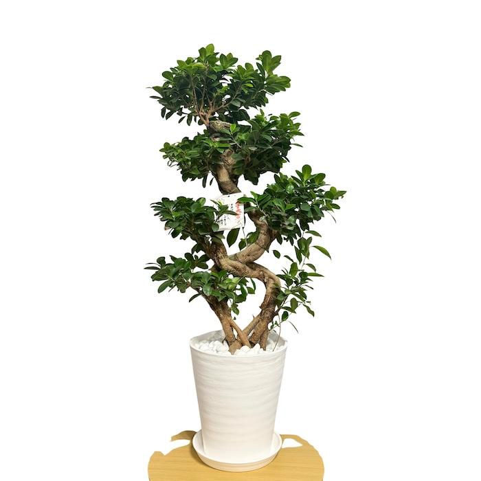 ガジュマル　苗　苗木　観葉植物　8号車　8の字　曲がり　フィカス 現品1点もの ガジュマル 観葉植物 八の字 8号鉢苗 受け皿付き 大型種類