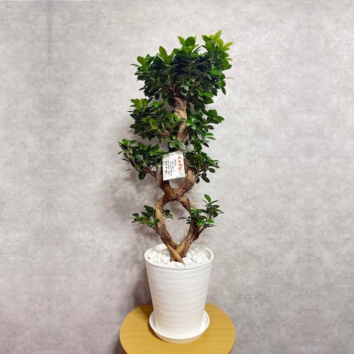 大特価！ガジュマル　苗　苗木　観葉植物　8号車　8の字　曲がり　フィカス 現品1点もの ガジュマル 観葉植物 八の字 8号鉢苗 受け皿付き 大型種類