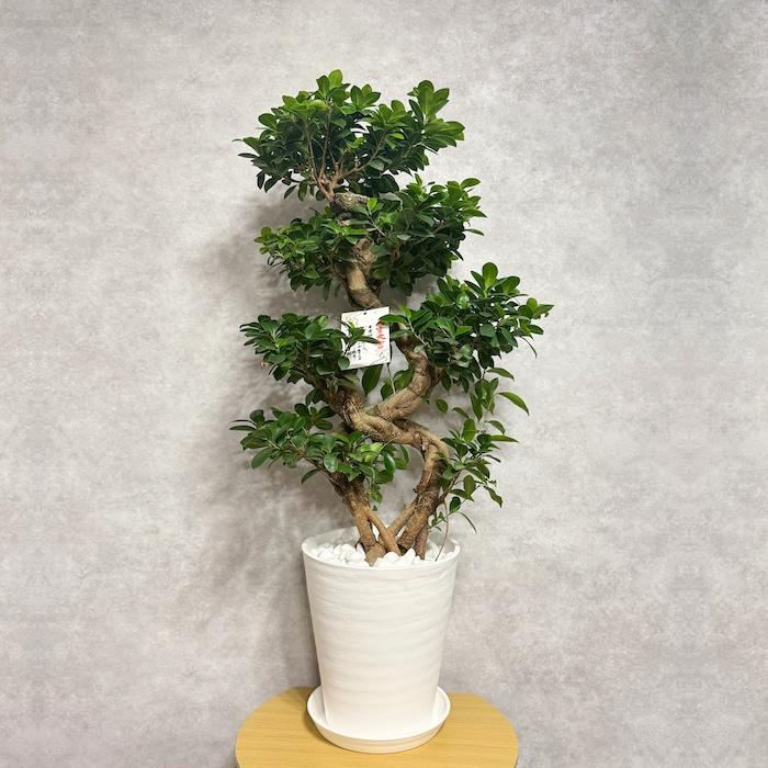 現品1点もの ガジュマル 観葉植物 八の字 8号鉢苗 受け皿付き 大型種類
