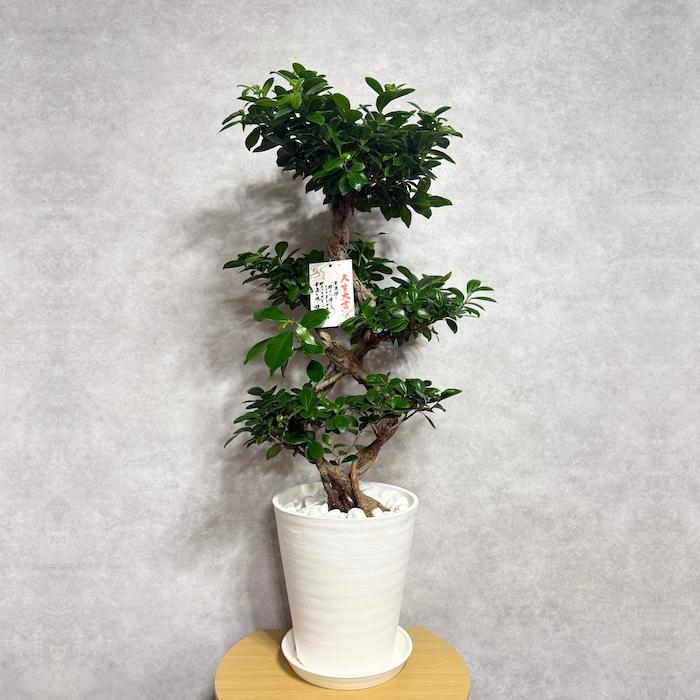 観葉植物 ガジュマル 8の字仕立て 高さ約80㌢ 8寸