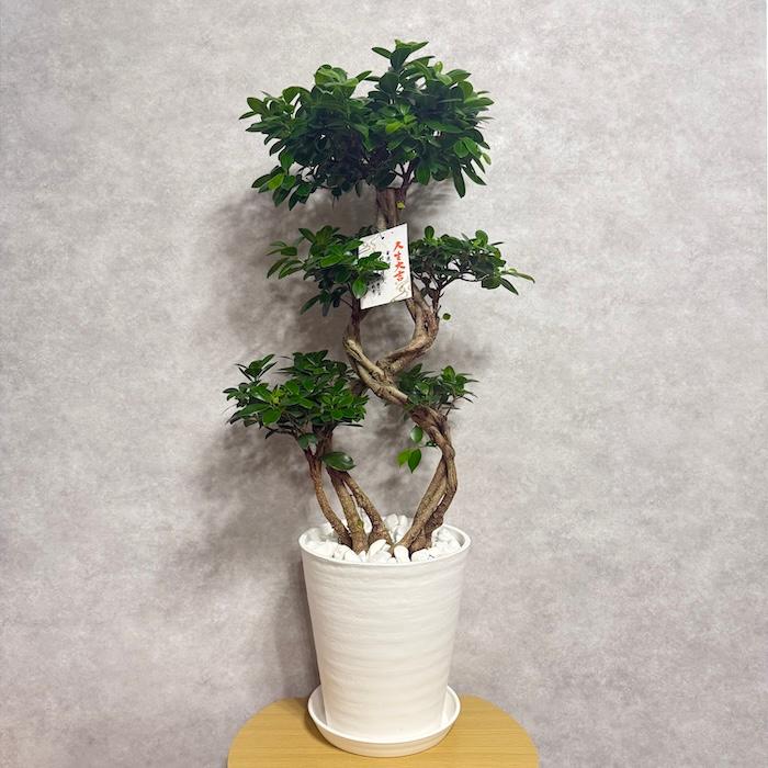 現品1点もの ガジュマル 観葉植物 八の字 8号鉢苗 受け皿付き 大型種類