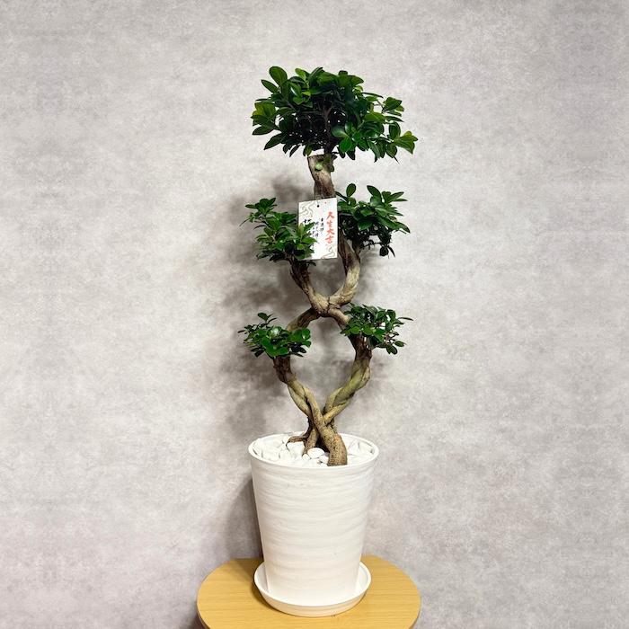 現品1点もの ガジュマル 観葉植物 八の字 8号鉢苗 受け皿付き 大型種類
