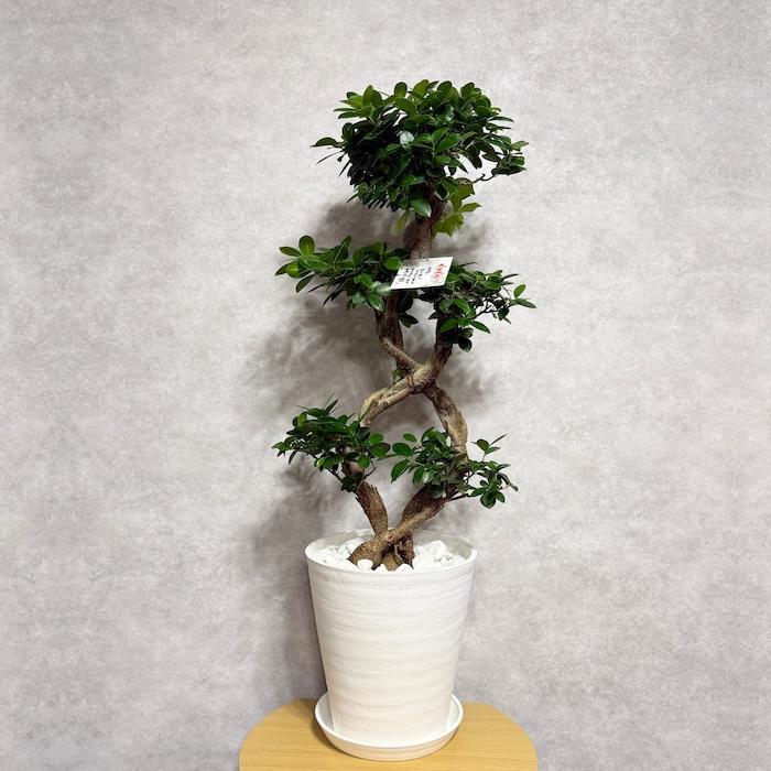 現品1点もの ガジュマル 観葉植物 八の字 8号鉢苗 受け皿付き 大型種類