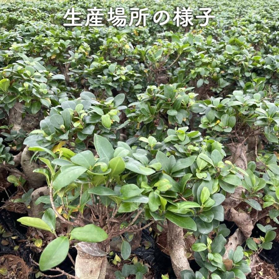 現品1点もの ガジュマル 観葉植物 八の字 8号鉢苗 受け皿付き 大型種類