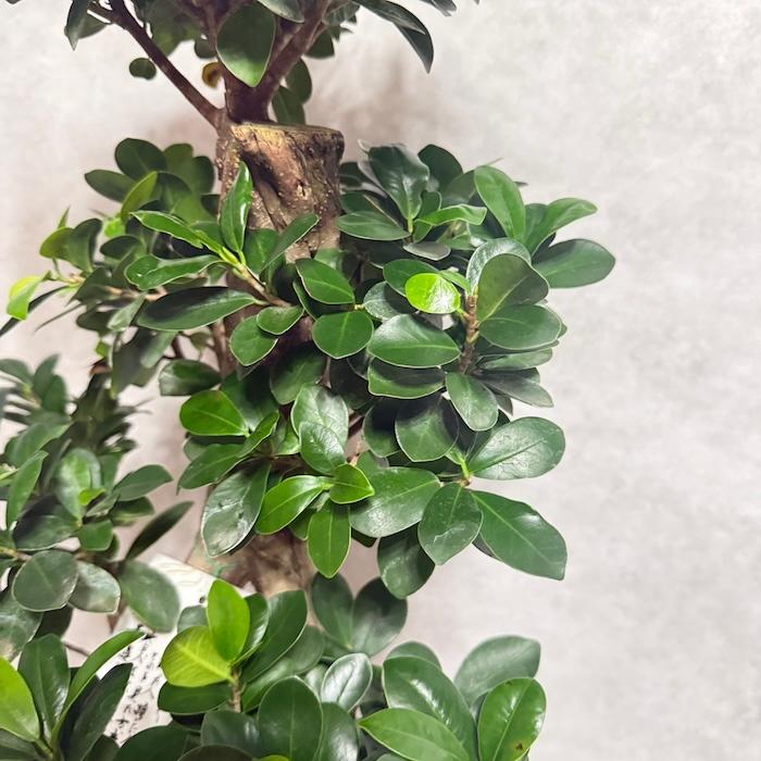 現品1点もの ガジュマル 観葉植物 八の字 8号鉢苗 受け皿付き 大型種類