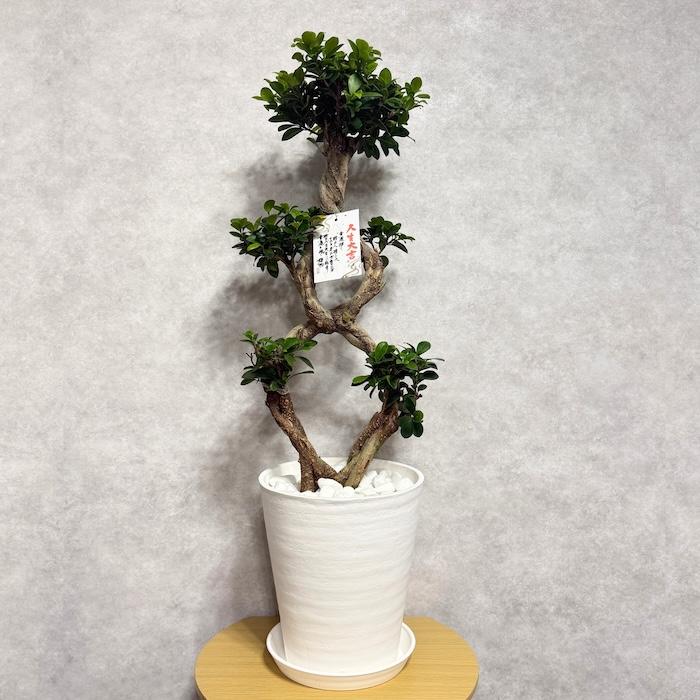現品1点もの ガジュマル 観葉植物 八の字 8号鉢苗 受け皿付き 大型種類
