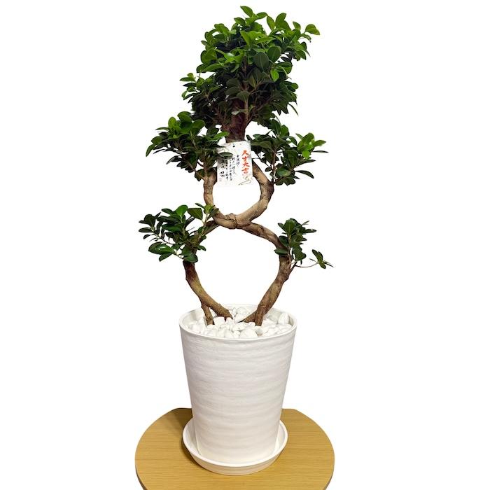 現品1点もの ガジュマル 観葉植物 八の字 8号鉢苗 受け皿付き 大型種類