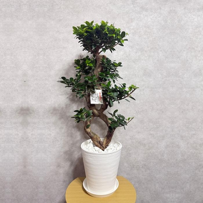 現品1点もの ガジュマル 観葉植物 八の字 8号鉢苗 受け皿付き 大型種類