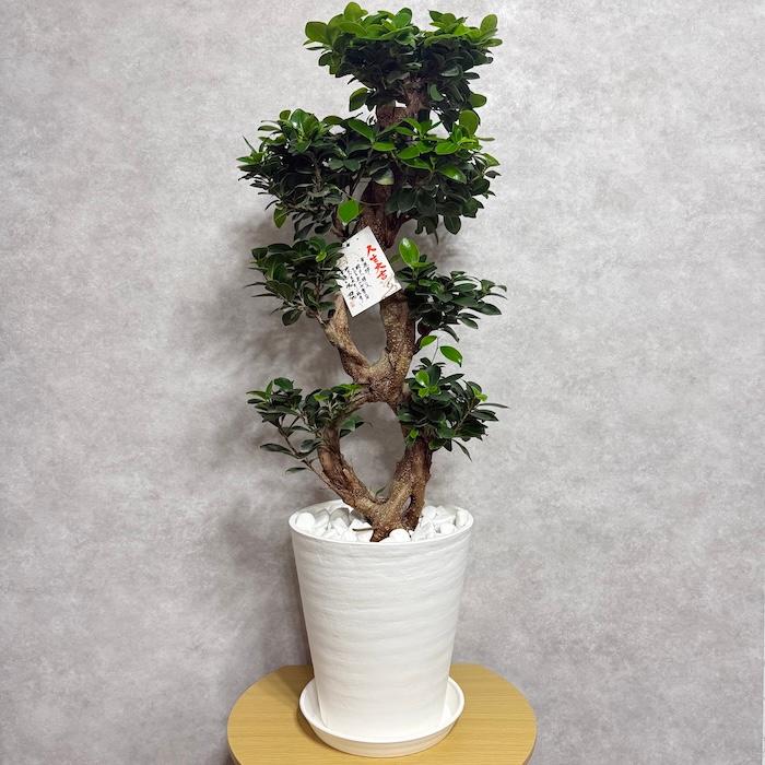 現品1点もの ガジュマル 観葉植物 八の字 8号鉢苗 受け皿付き 大型種類