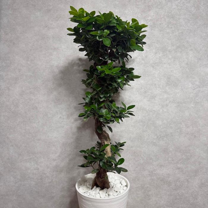 現品1点もの ガジュマル 観葉植物 八の字 8号鉢苗 受け皿付き 大型種類