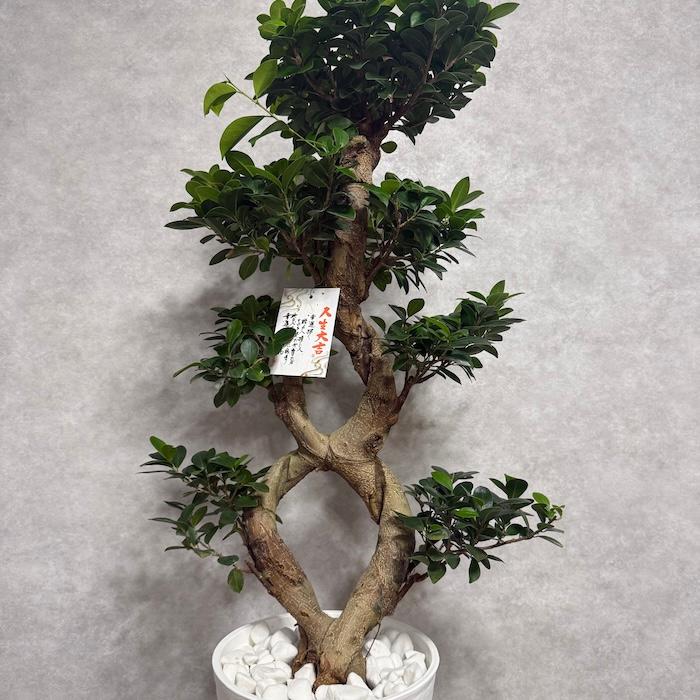 現品1点もの ガジュマル 観葉植物 八の字 8号鉢苗 受け皿付き 大型種類