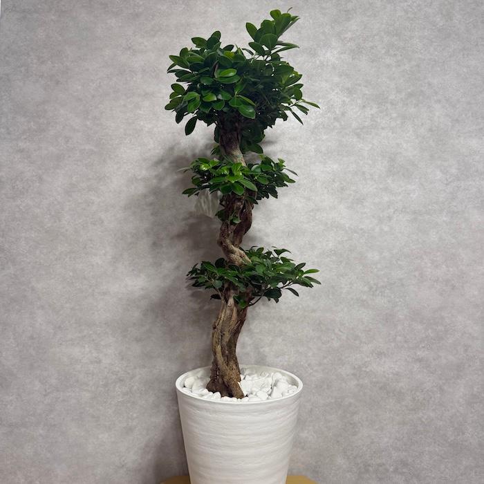 【現品】ガジュマル　8号　黒鉢（2） 現品1点もの ガジュマル 観葉植物 八の字 8号鉢苗 受け皿付き 大型種類