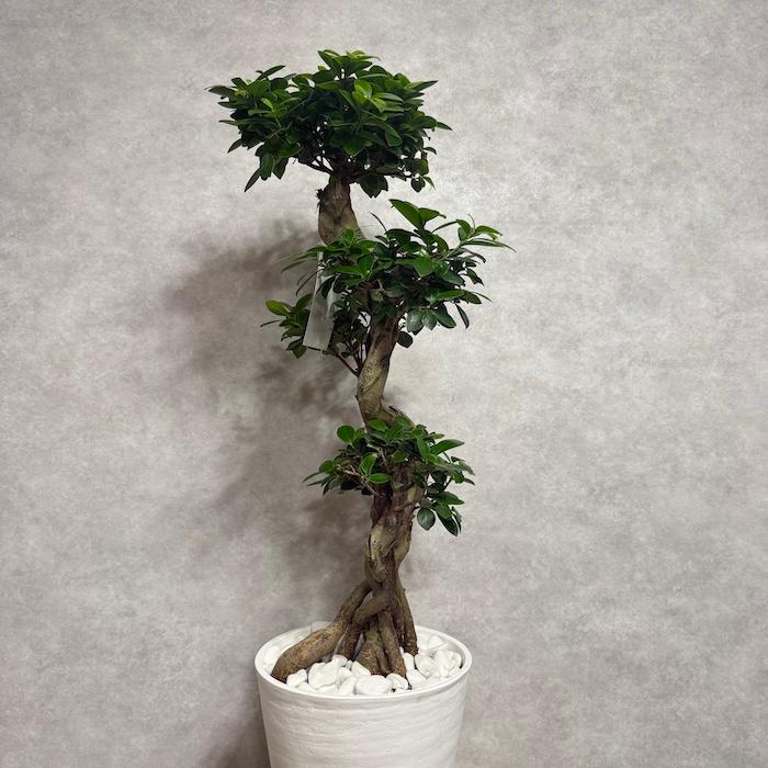 現品1点もの ガジュマル 観葉植物 八の字 8号鉢苗 受け皿付き 大型種類