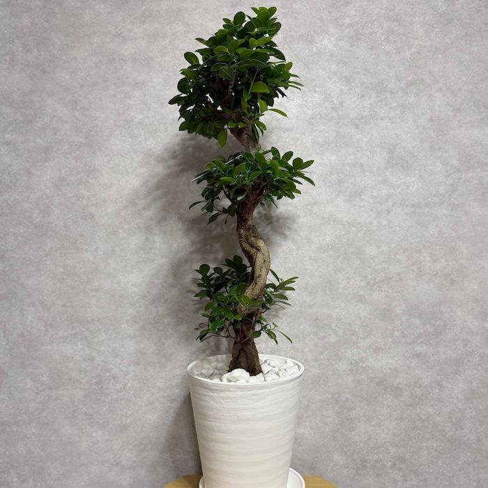 現品1点もの ガジュマル 観葉植物 八の字 8号鉢苗 受け皿付き 大型種類