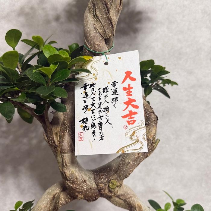現品1点もの ガジュマル 観葉植物 八の字 8号鉢苗 受け皿付き 大型種類