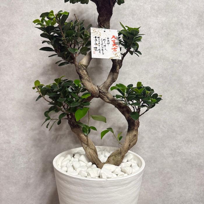 現品1点もの ガジュマル 観葉植物 八の字 8号鉢苗 受け皿付き 大型種類