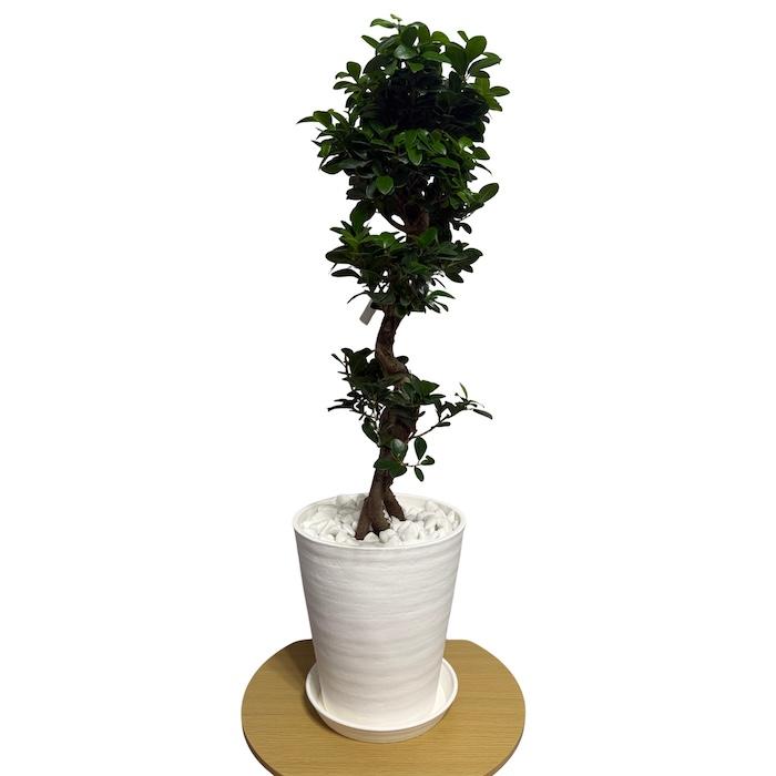 現品1点もの ガジュマル 観葉植物 八の字 8号鉢苗 受け皿付き 大型種類
