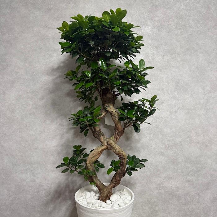 現品1点もの ガジュマル 観葉植物 八の字 8号鉢苗 受け皿付き 大型種類