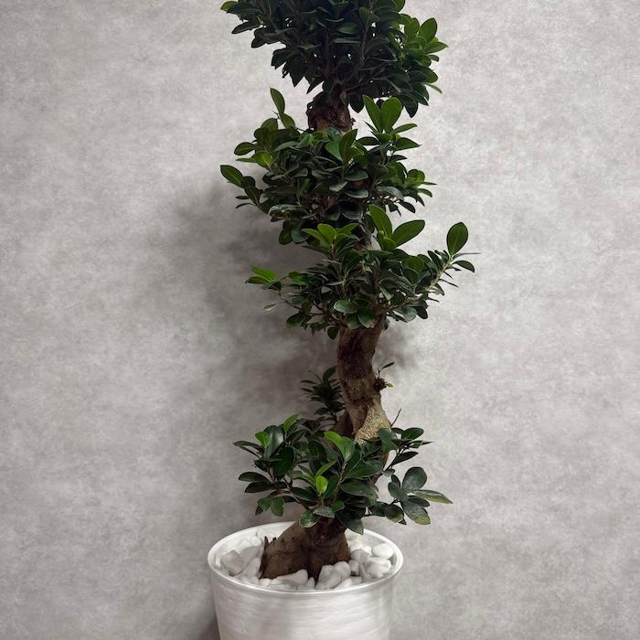 現品1点もの ガジュマル 観葉植物 八の字 8号鉢苗 受け皿付き 大型種類