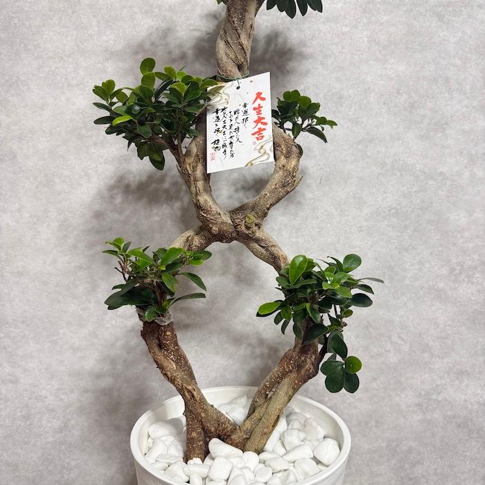 現品1点もの ガジュマル 観葉植物 八の字 8号鉢苗 受け皿付き 大型種類