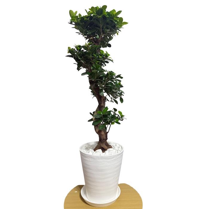 現品1点もの ガジュマル 観葉植物 八の字 8号鉢苗 受け皿付き 大型種類