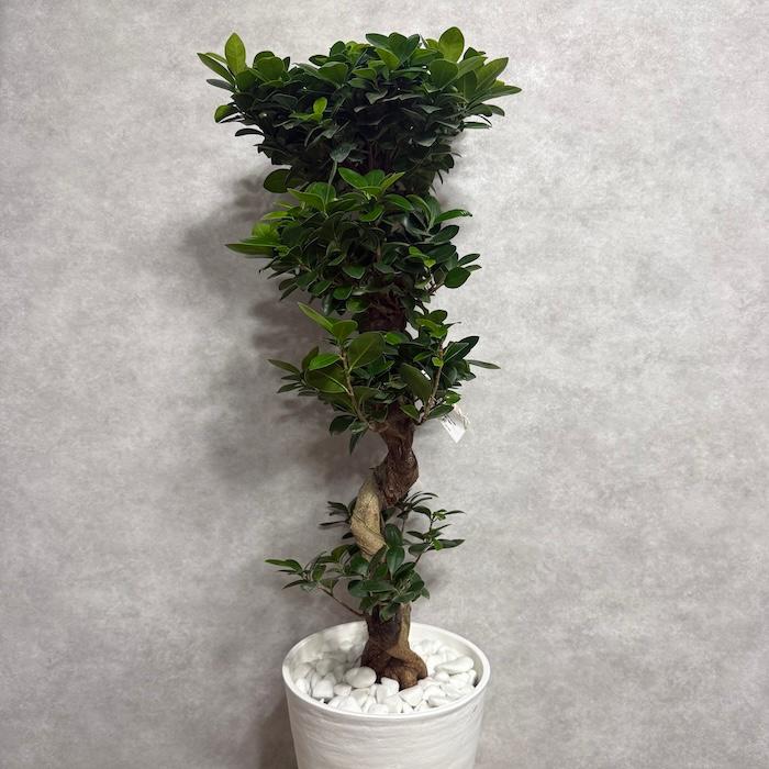 現品1点もの ガジュマル 観葉植物 八の字 8号鉢苗 受け皿付き 大型種類