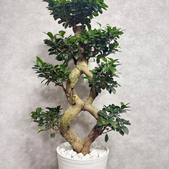 現品1点もの ガジュマル 観葉植物 八の字 8号鉢苗 受け皿付き 大型種類