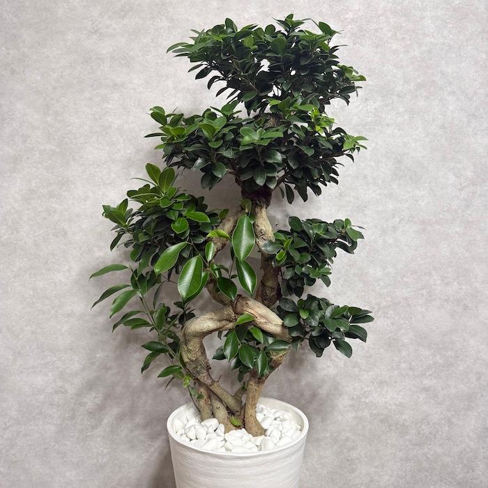 現品1点もの ガジュマル 観葉植物 八の字 8号鉢苗 受け皿付き 大型種類