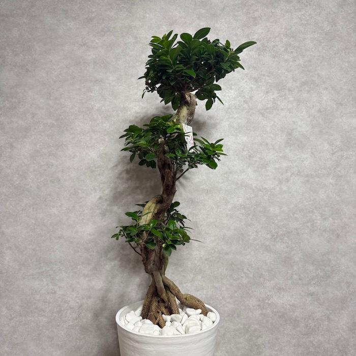現品1点もの ガジュマル 観葉植物 八の字 8号鉢苗 受け皿付き 大型種類