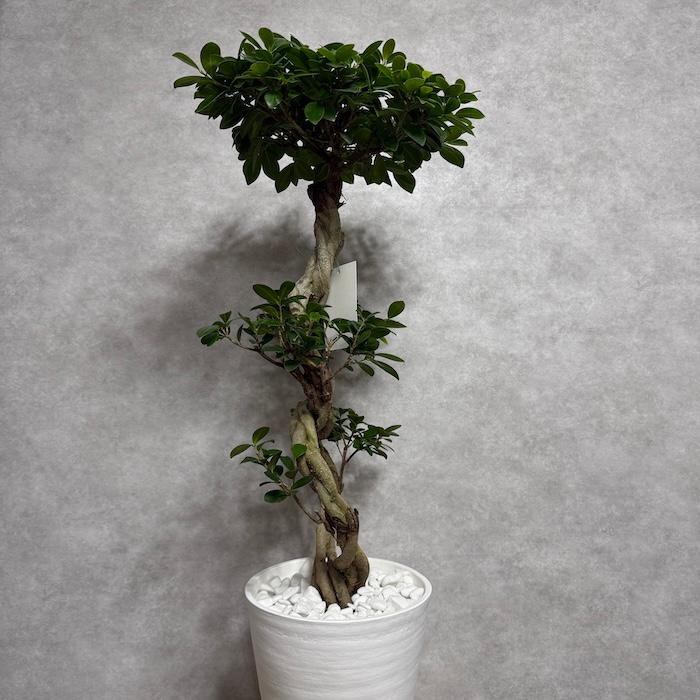 現品1点物の曲がりタイプのガジュマル８号鉢 現品1点もの ガジュマル 観葉植物 八の字 8号鉢苗 受け皿付き 大型種類