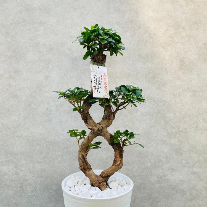 セール中！ラスト1鉢！ガジュマル　ガジュマルの木　苗　苗木　8号鉢　8の字 ガジュマル 観葉植物 八の字 8号鉢苗 大型 盆栽 末広がりの8の字