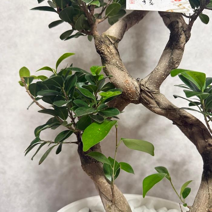 現品1点もの ガジュマル 観葉植物 八の字 8号鉢苗 受け皿付き 大型種類
