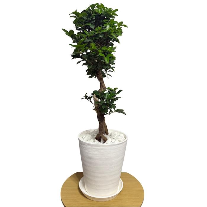 現品1点もの ガジュマル 観葉植物 八の字 8号鉢苗 受け皿付き 大型種類