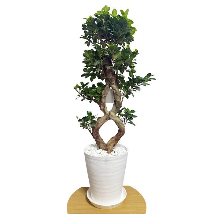現品1点もの ガジュマル 観葉植物 八の字 8号鉢苗 受け皿付き 大型種類