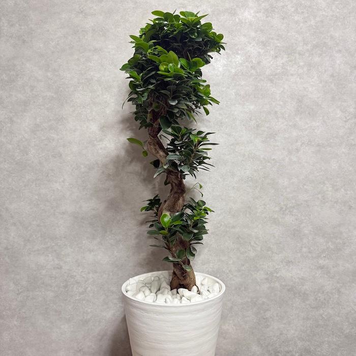 現品1点もの ガジュマル 観葉植物 八の字 8号鉢苗 受け皿付き 大型種類