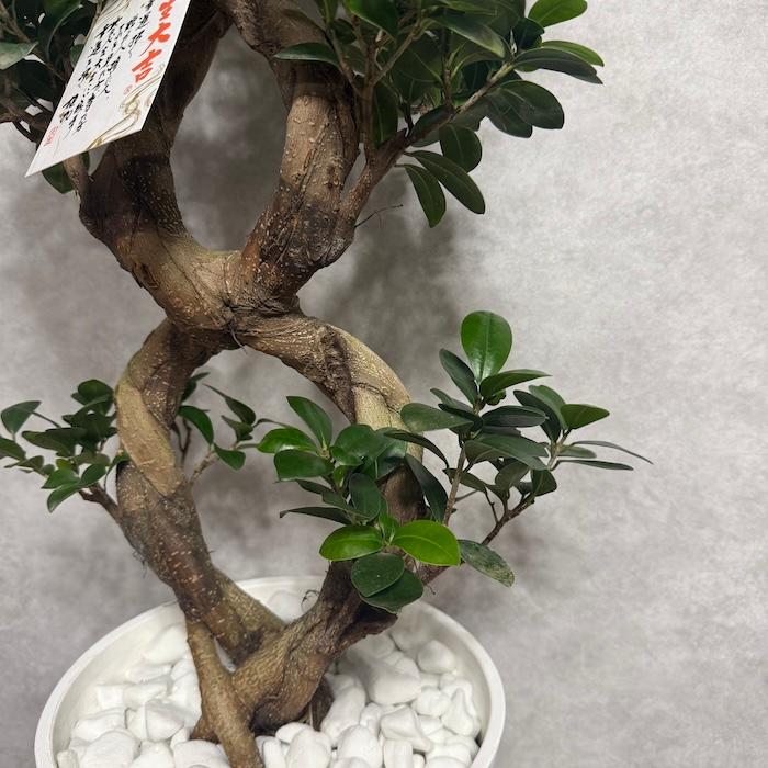 現品1点もの ガジュマル 観葉植物 八の字 8号鉢苗 受け皿付き 大型種類