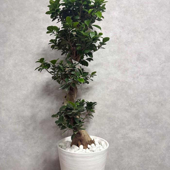 現品1点もの ガジュマル 観葉植物 八の字 8号鉢苗 受け皿付き 大型種類