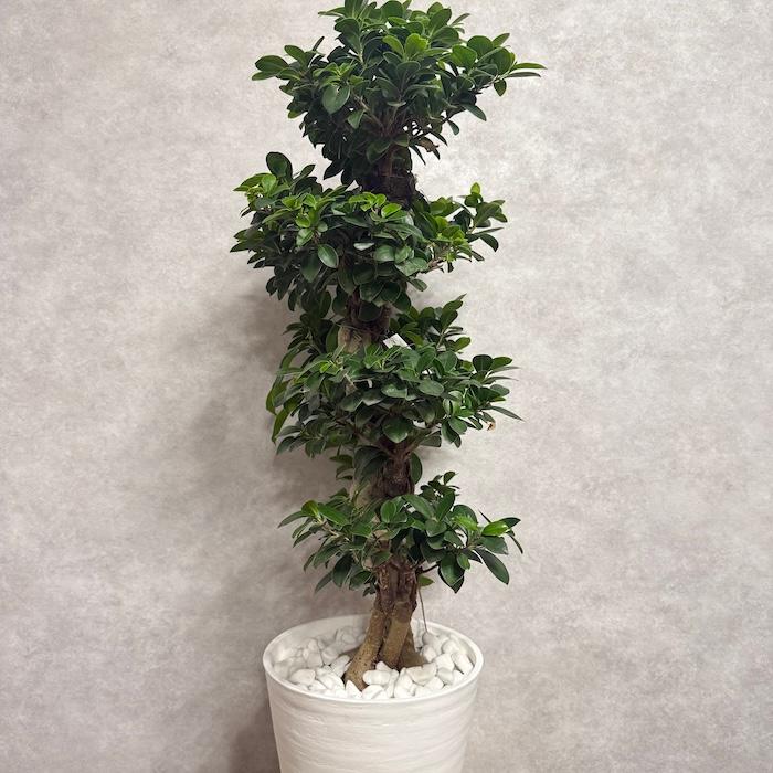 現品1点もの ガジュマル 観葉植物 八の字 8号鉢苗 受け皿付き 大型種類
