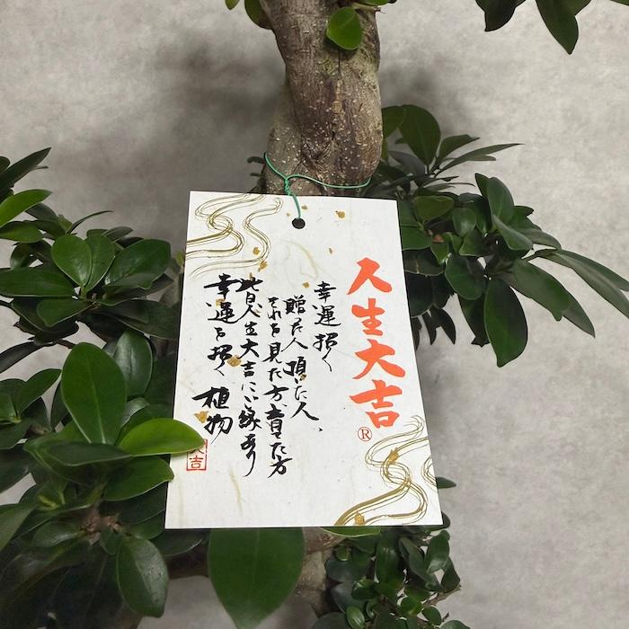 現品1点もの ガジュマル 観葉植物 八の字 8号鉢苗 受け皿付き 大型種類